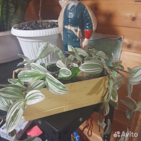 Аспарагус,Диффенбахия, декабрист, спатифиллум