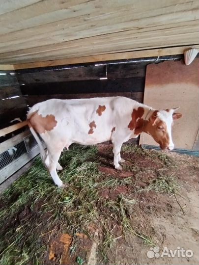 Корова дойная с теленком