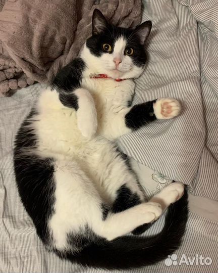 Кошка Муся ищет дом