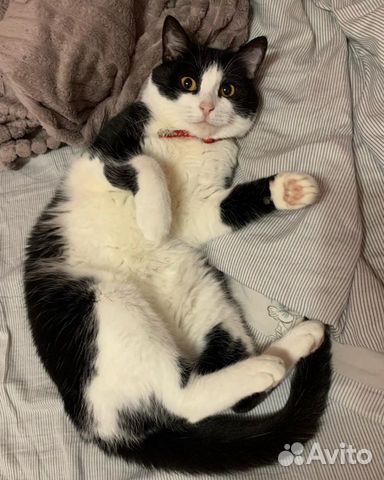 Кошка Муся ищет дом