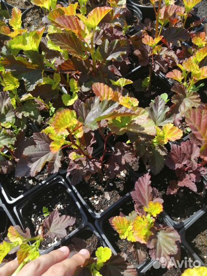 Пузыреплодник Эмбер Джубили