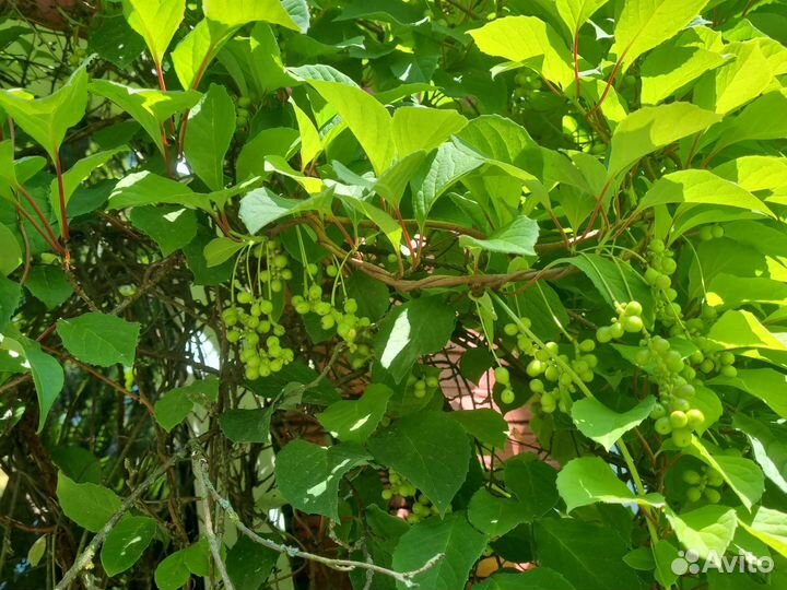 Лимонник китайский