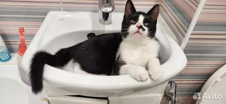 Супер ласковый котенок мальчик 4 месяца