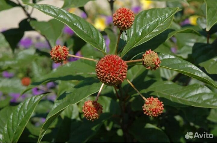 Цефалантус