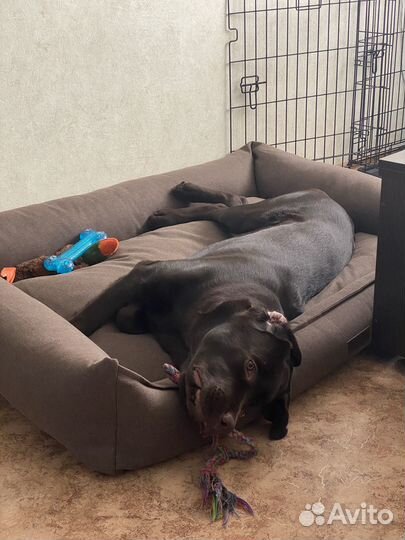 Лежанка для большой собаки