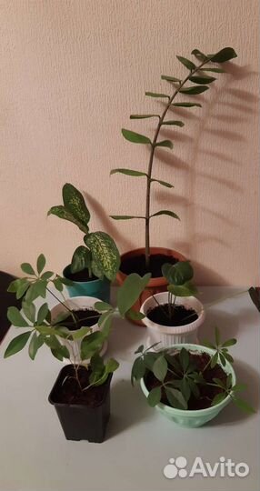 Комнатные растения цветы