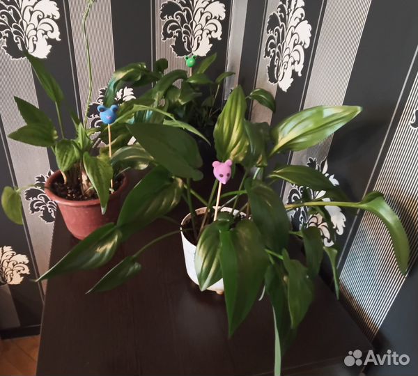 Дримиопсис пятнистый. каланхоэ декорашка