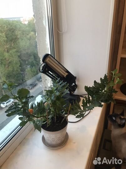 Каланхоэ оленьи рожки