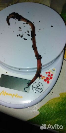 Черви Дендробене для рыбалки