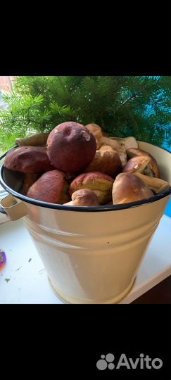 Белые грибы свежие