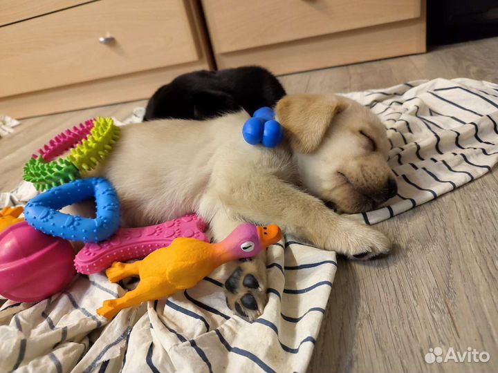 Домик для щенка, мамы со щенками