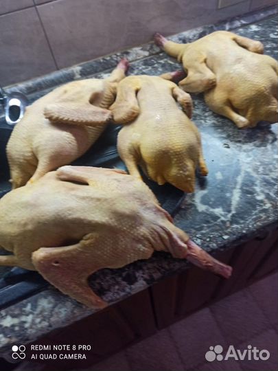 Утка домашняя мясо