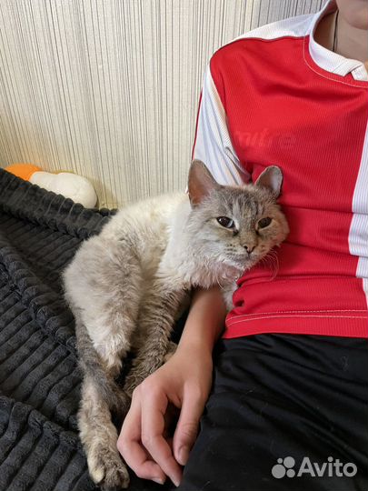 Кошки в добрые руки бесплатно