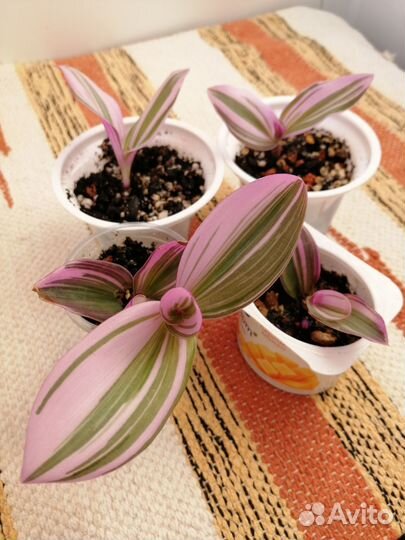 Традесканция нанук