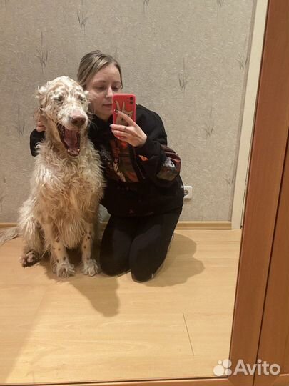 Догситтер и котораб