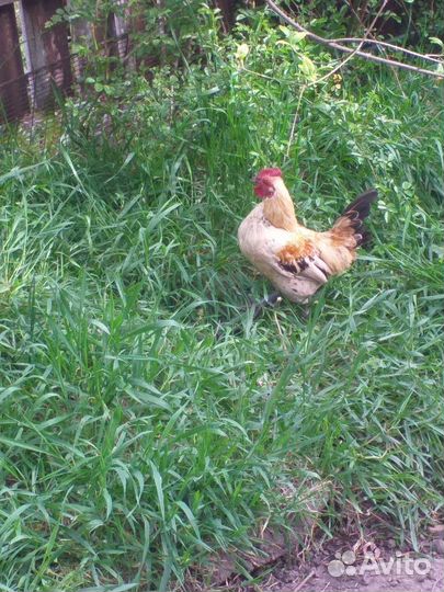 Декоративные петушки