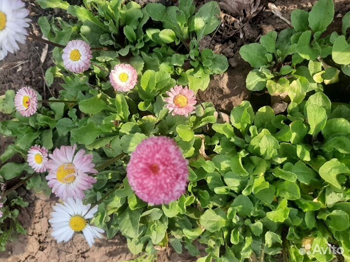 Маргаритки