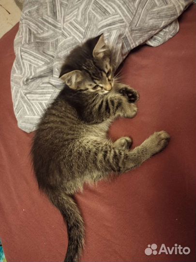 Кошка в дар бесплатно