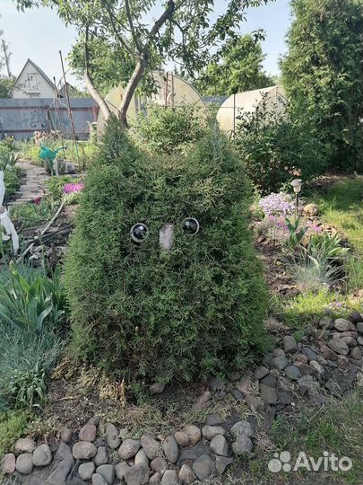 Можжевельник