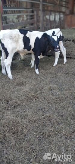 Телята бычки