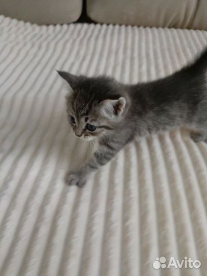 Отдам кошечку