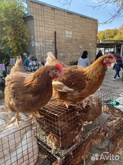 Куры несушки