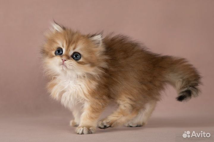 Золотые британские длинношёрстные шиншиллы