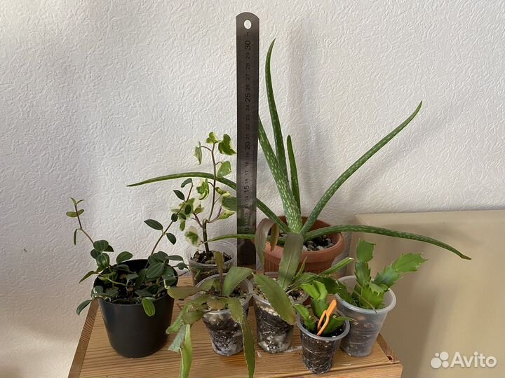 Суккулентные растения, рипсалис, алое