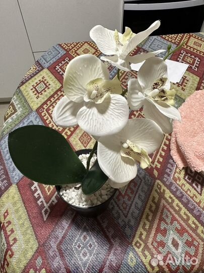 Орхидея фаленопсис