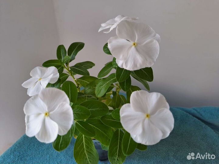 Катарантус семена