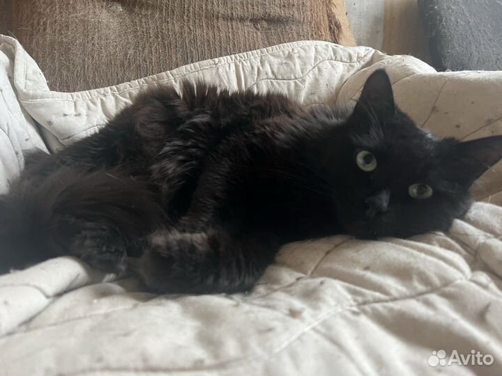 Приют для кошек. Кошки в дар