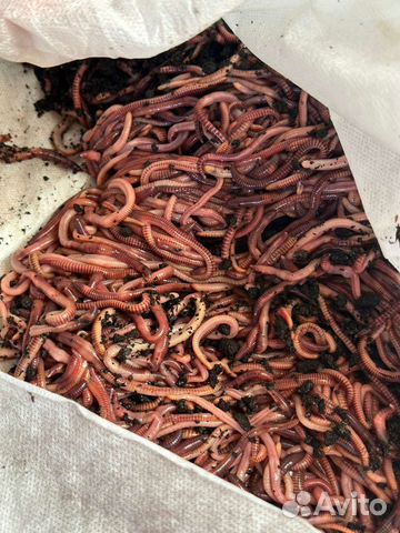 Черви красные