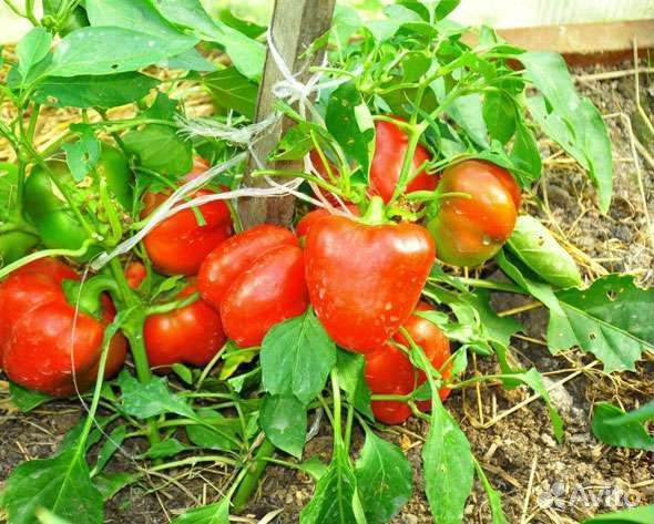 Рассада перцев