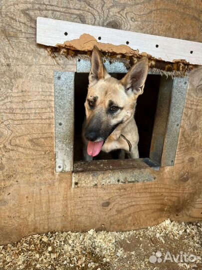 Красавица собака Звёздочка ждёт семью