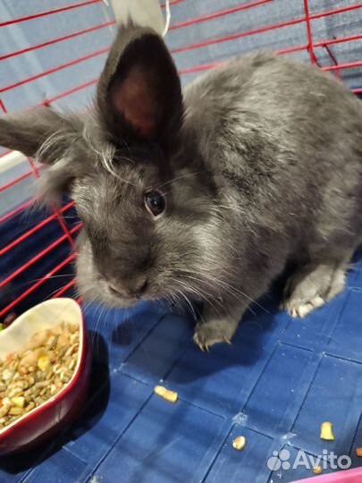 Декоративные кролики