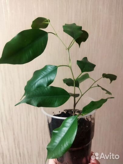 Комнатные растения. Фикус Бенджамина