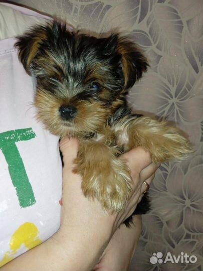 Йоркширский терьер