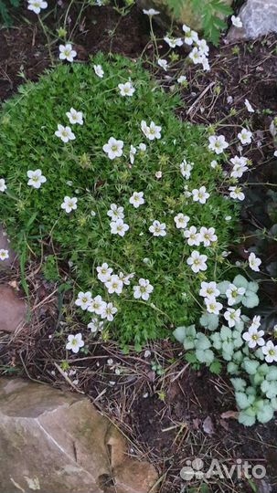 Почвопокровные растения очитки