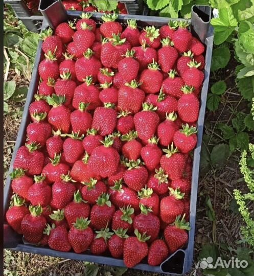 Клубника свежая Краснодарская