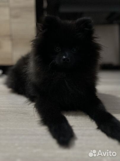 Вязка кобель шпиц