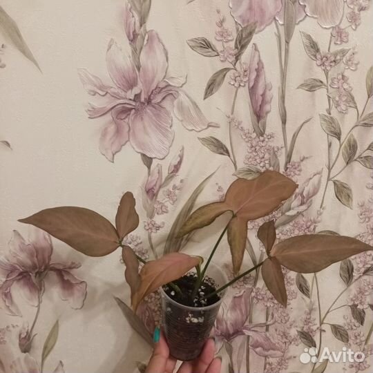 Сингониум Регина