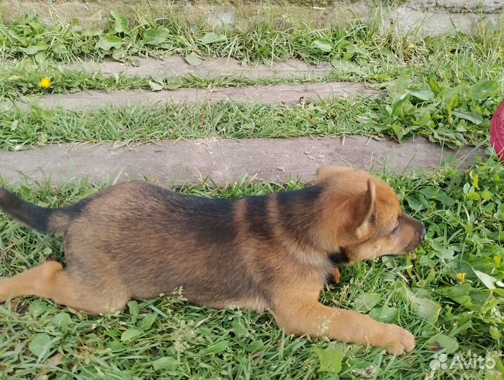 Щенок в добрые руки