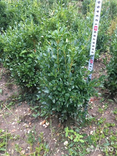 Самшит (буксус) вечнозелёный