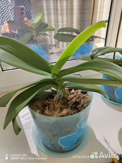 Орхидея фаленопсис