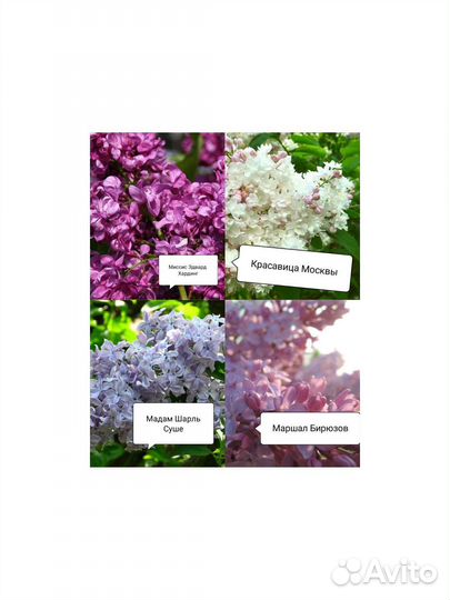 Сирень в ассортименте