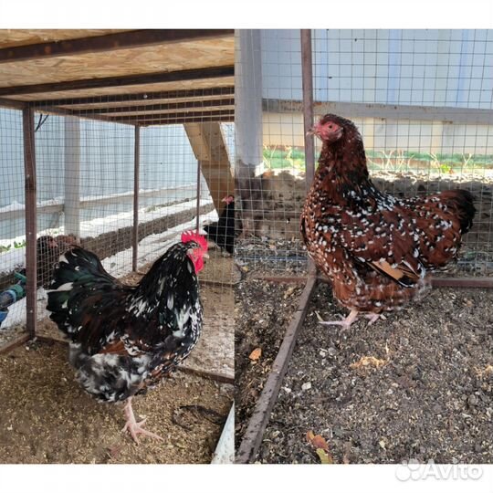 Инкубационное яйцо породной птицы