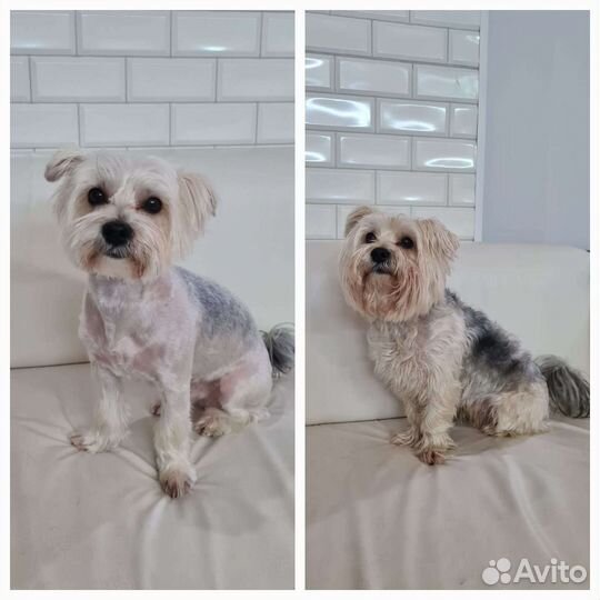 Груминг стрижка собак и кошек