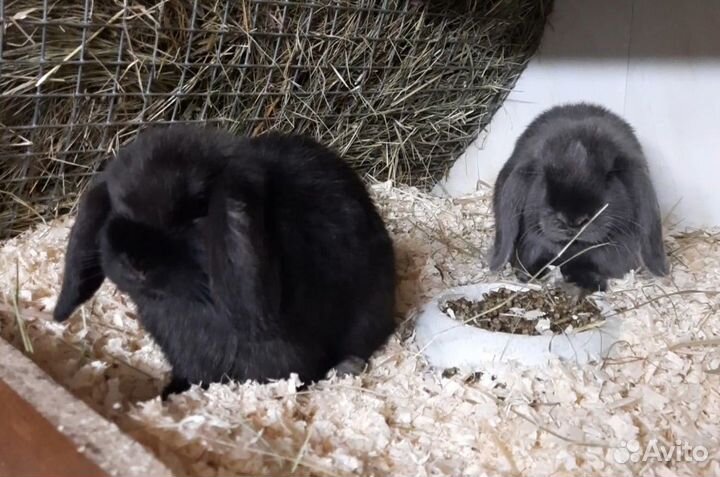 Мини кролики вислоухие