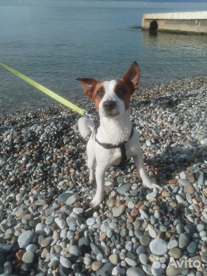 Джек, 3года, мальчик