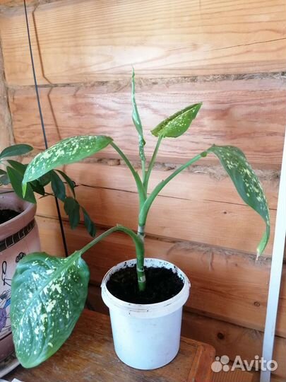 Диффенбахия